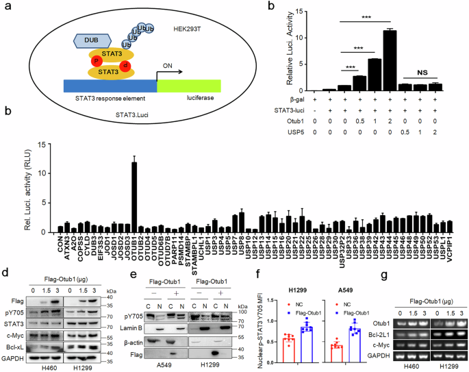 Inhibiting the Otub1/phosphorylated STAT3 axis for the treatment of non-small cell lung cancer