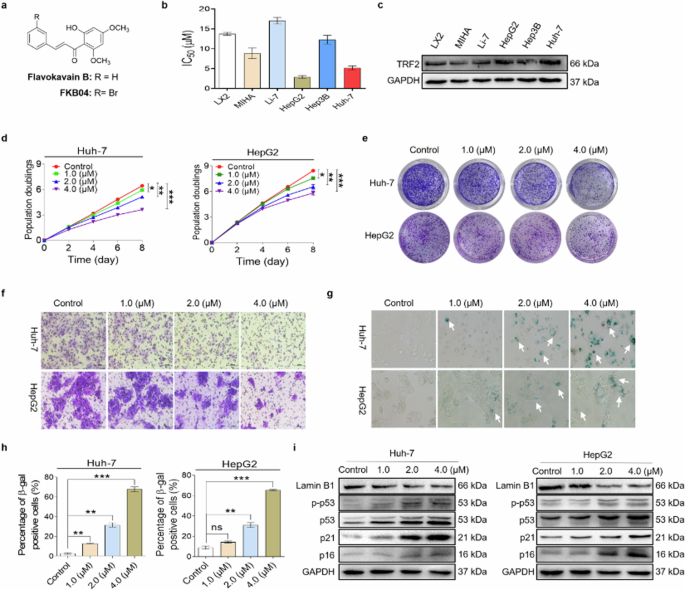 Author Correction: Discovery of a selective TRF2 inhibitor FKB04 induced telomere shortening and senescence in liver cancer cells