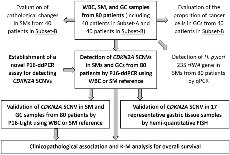 CDKN2A somatic copy number amplification in normal tissues surrounding gastric carcinoma reduces cancer metastasis risk in droplet digital PCR analysis