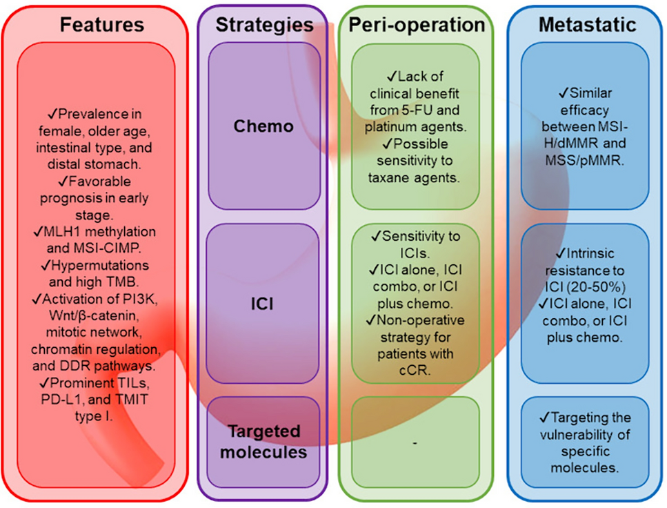 Potent therapeutic strategy in gastric cancer with microsatellite instability-high and/or deficient mismatch repair