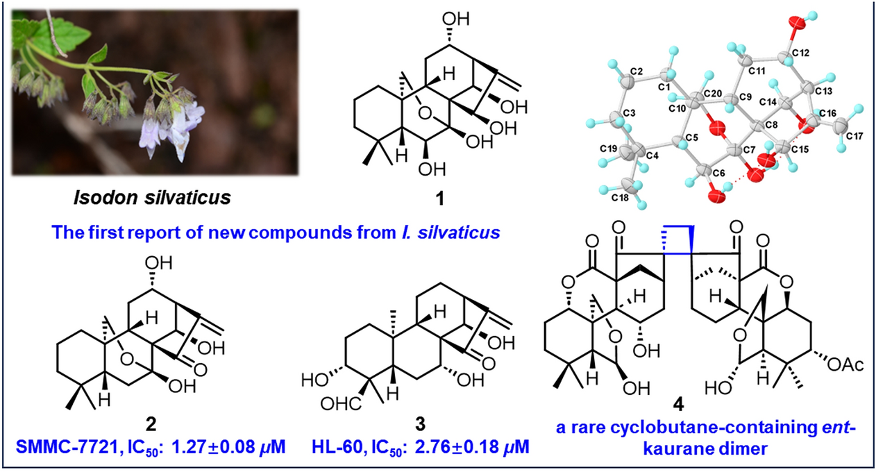 Silvaticusins A–D: ent-kaurane diterpenoids and a cyclobutane-containing ent-kaurane dimer from Isodon silvaticus