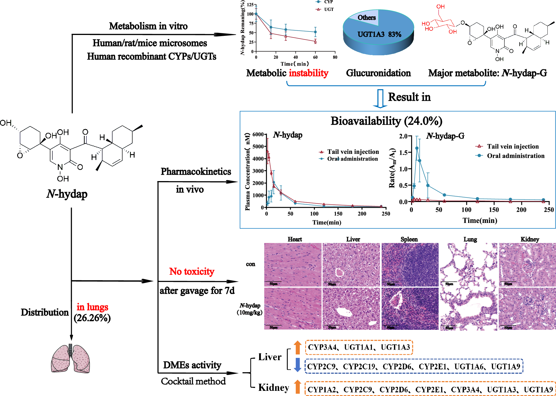 Metabolism characterization and toxicity of N-hydap, a marine candidate drug for lung cancer therapy by LC–MS method