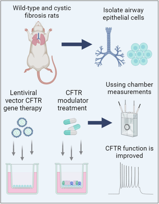 Lentiviral vector gene therapy and CFTR modulators show comparable effectiveness in cystic fibrosis rat airway models