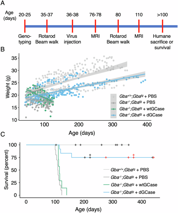 Efficacy of an AAV vector encoding a thermostable form of glucocerebrosidase in alleviating symptoms in a Gaucher disease mouse model