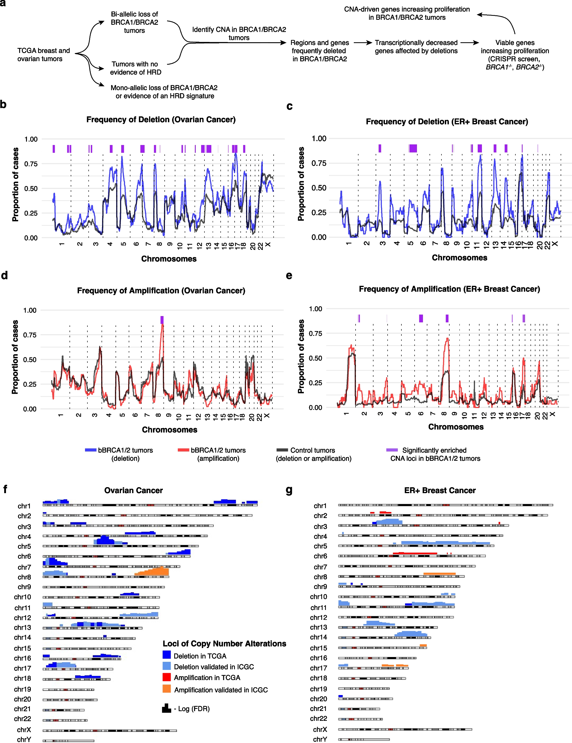 Large-scale copy number alterations are enriched for synthetic viability in BRCA1/BRCA2 tumors