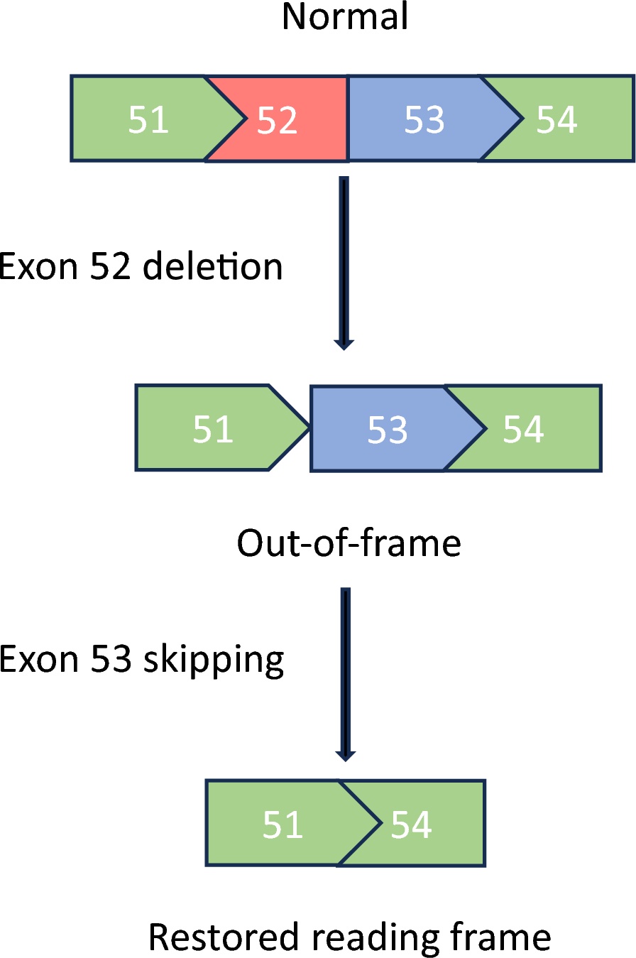 Correction to: Evolving Role of Viltolarsen for Treatment of Duchenne Muscular Dystrophy