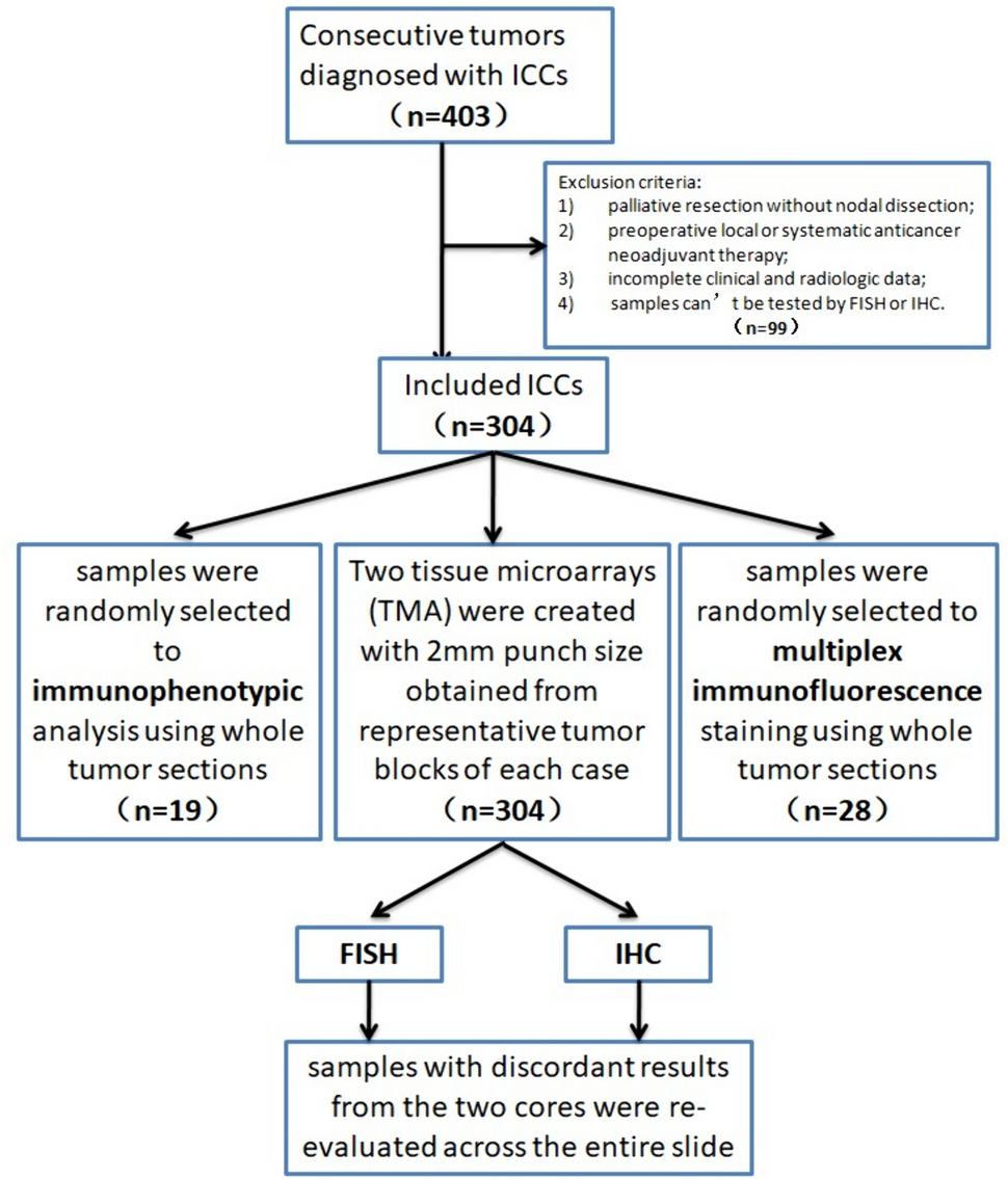 HER2 amplification subtype intrahepatic cholangiocarcinoma exhibits high mutation burden and T cell exhaustion microenvironment