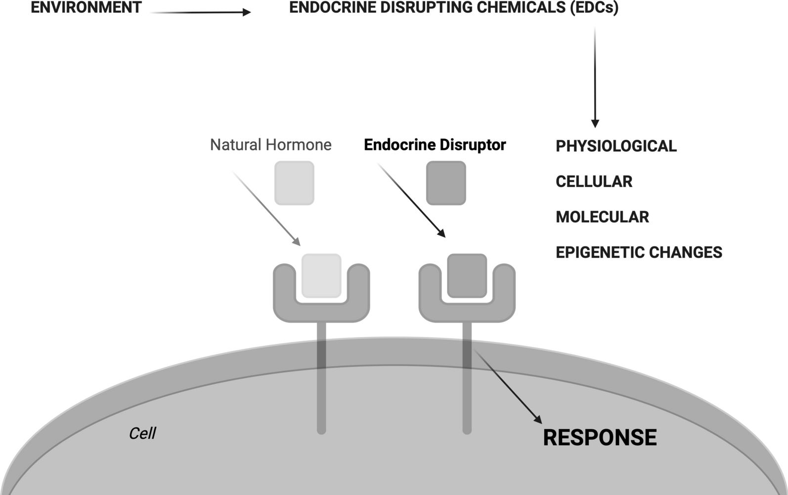 Endocrine disrupting chemicals and obesity prevention: scoping review