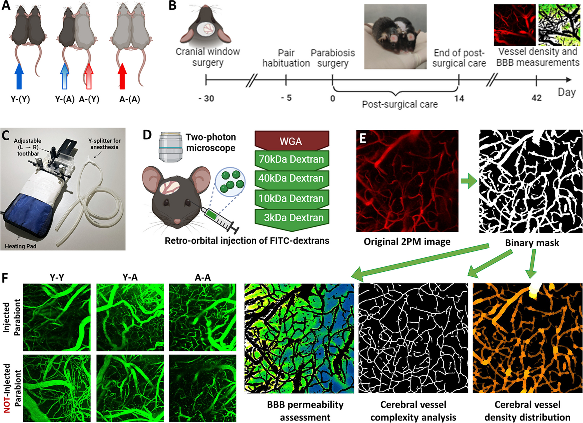 Young blood-mediated cerebromicrovascular rejuvenation through heterochronic parabiosis: enhancing blood-brain barrier integrity and capillarization in the aged mouse brain