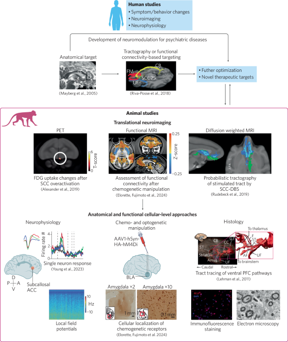 What can neuroimaging of neuromodulation reveal about the basis of circuit therapies for psychiatry?