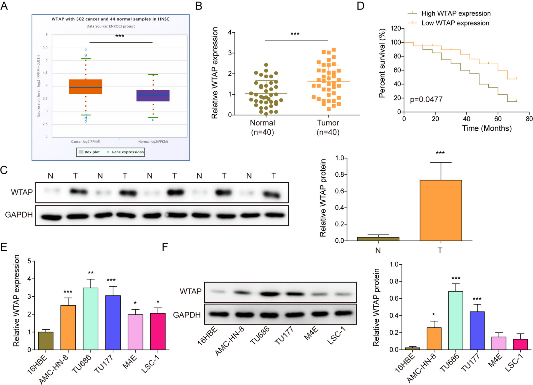 WTAP promotes laryngeal carcinoma cell progression by posttranscriptional activation of CTHRC1 in an m6A-YTHDF1-dependent way