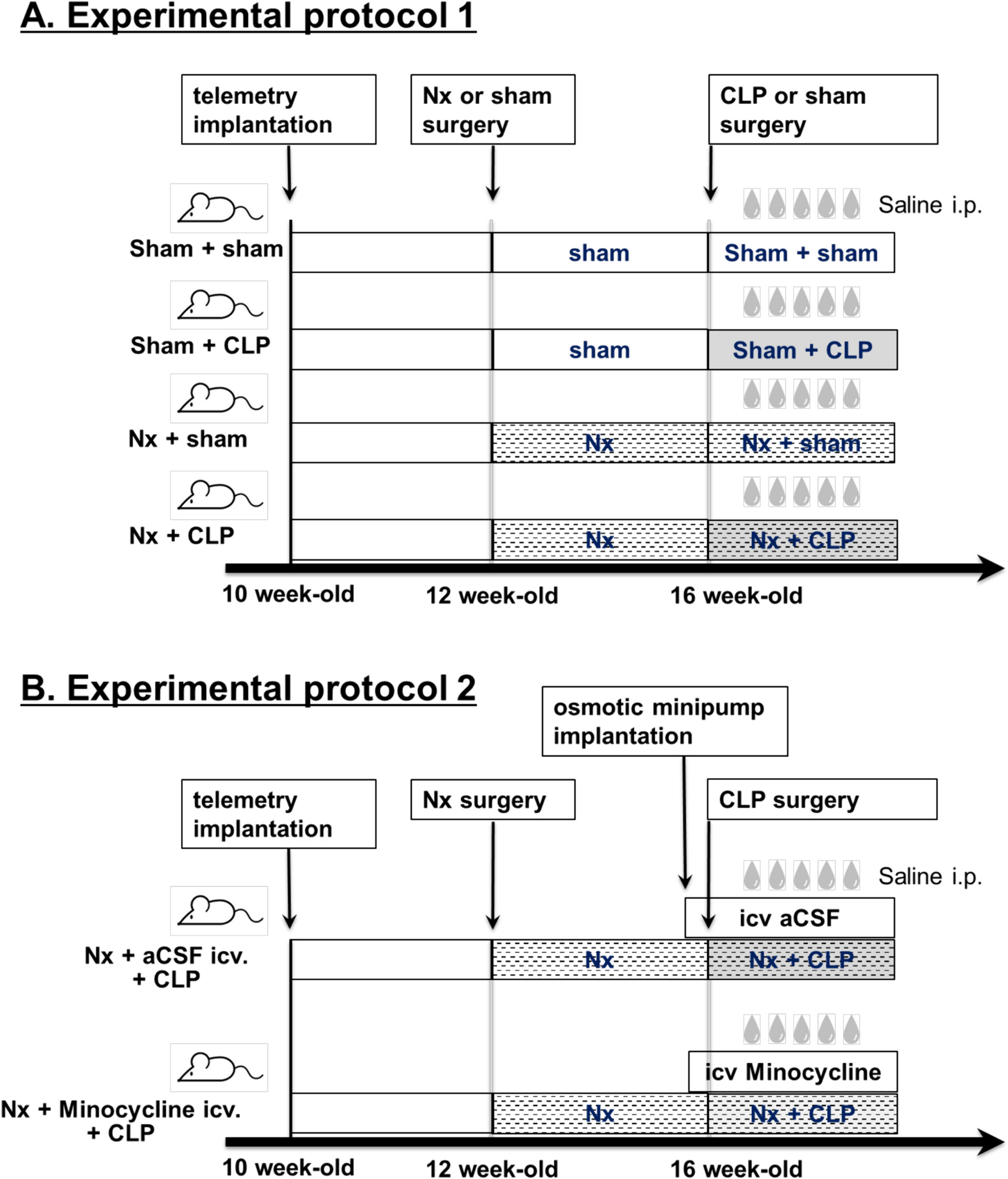 Impact of sympathetic hyperactivity induced by brain microglial activation on organ damage in sepsis with chronic kidney disease