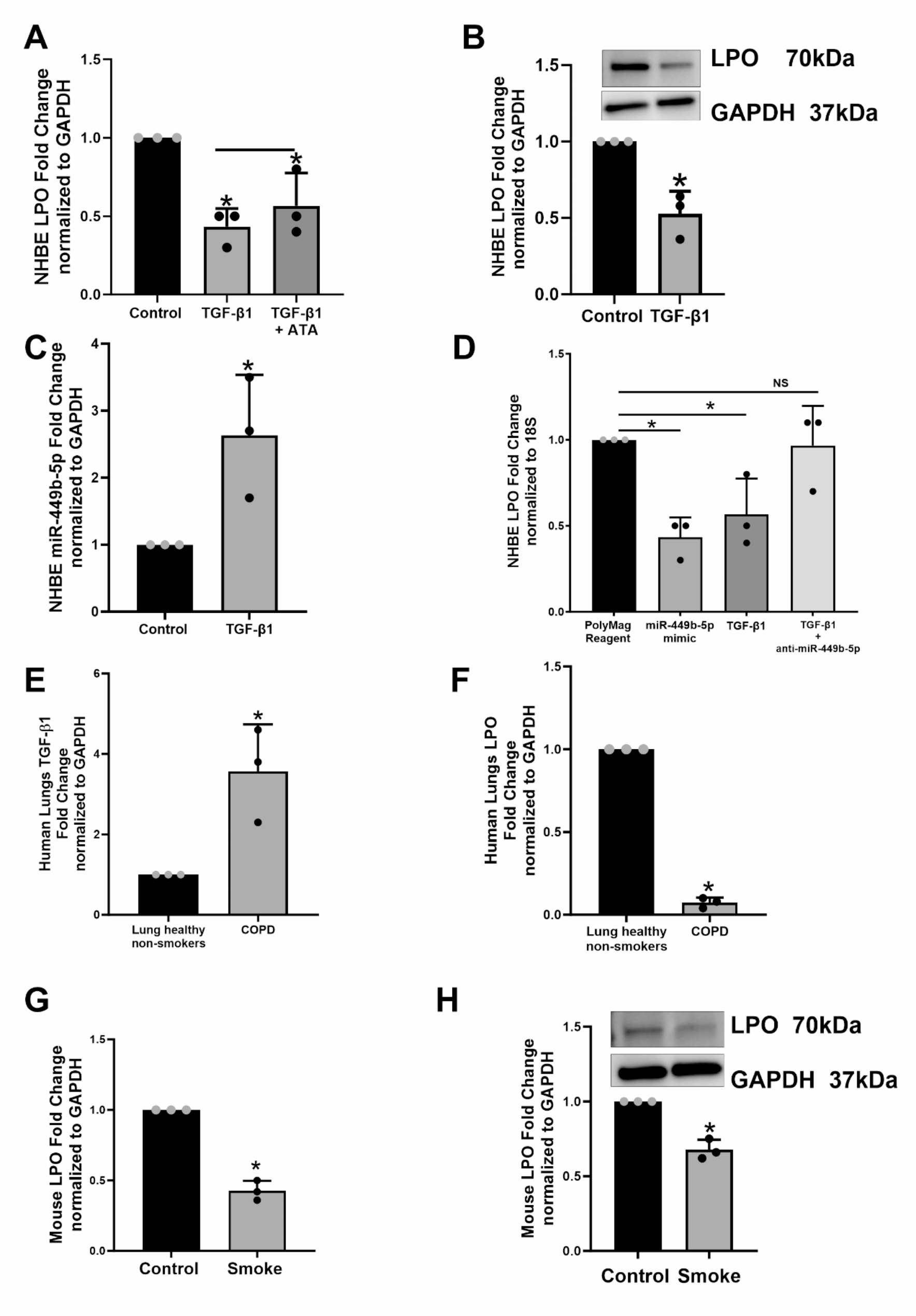 MicroRNA mediated suppression of airway lactoperoxidase by TGF-β1 and cigarette smoke promotes airway inflammation