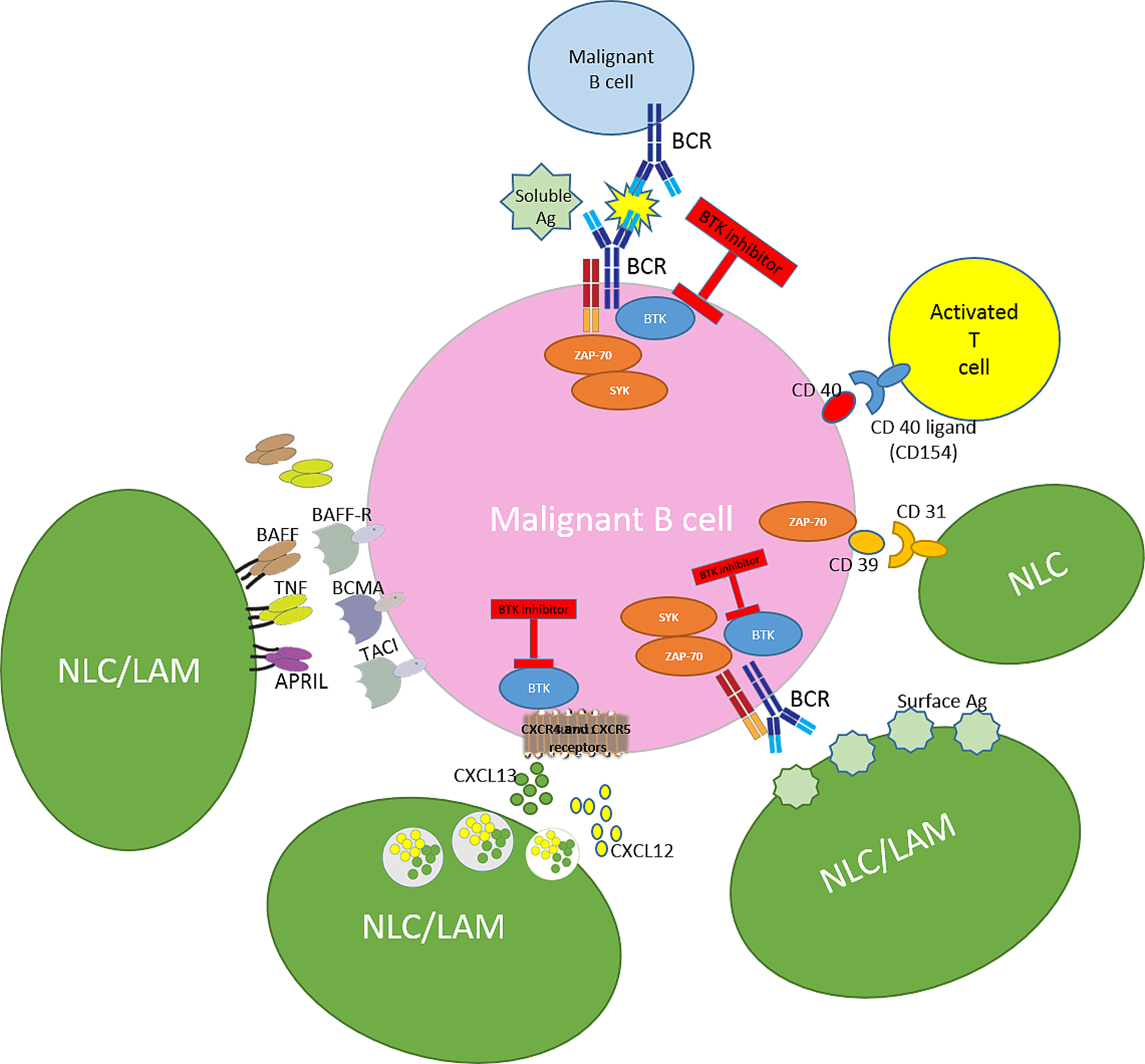 Targeting Bruton’s tyrosine kinase (BTK) as a signaling pathway in immune-mediated diseases: from molecular mechanisms to leading treatments