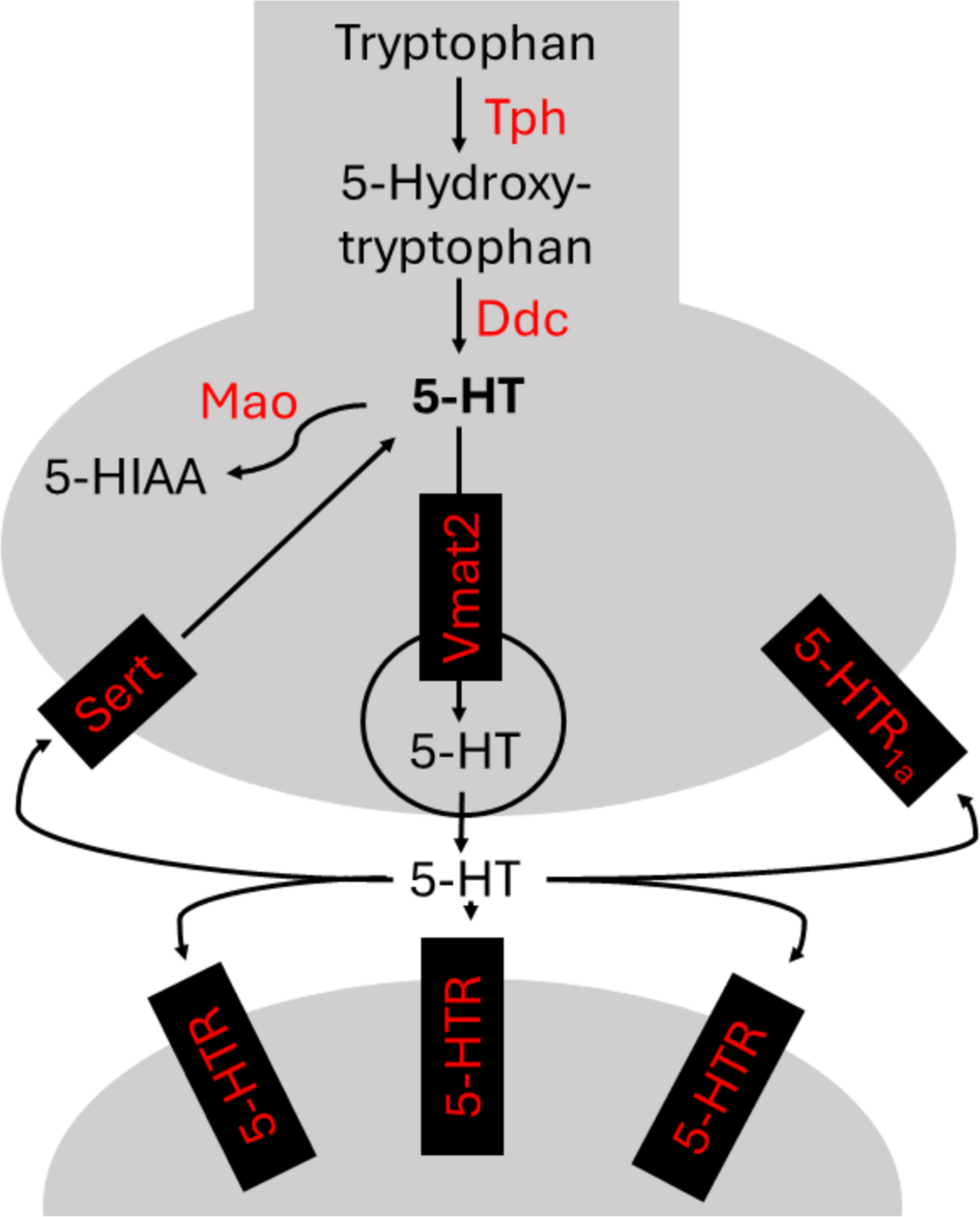 Effects of serta and sertb knockout on aggression in zebrafish (Danio rerio)