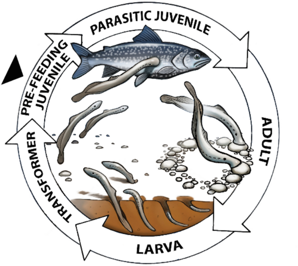 The distribution and chemosensory responses of pharyngeal taste buds in the sea lamprey Petromyzon marinus