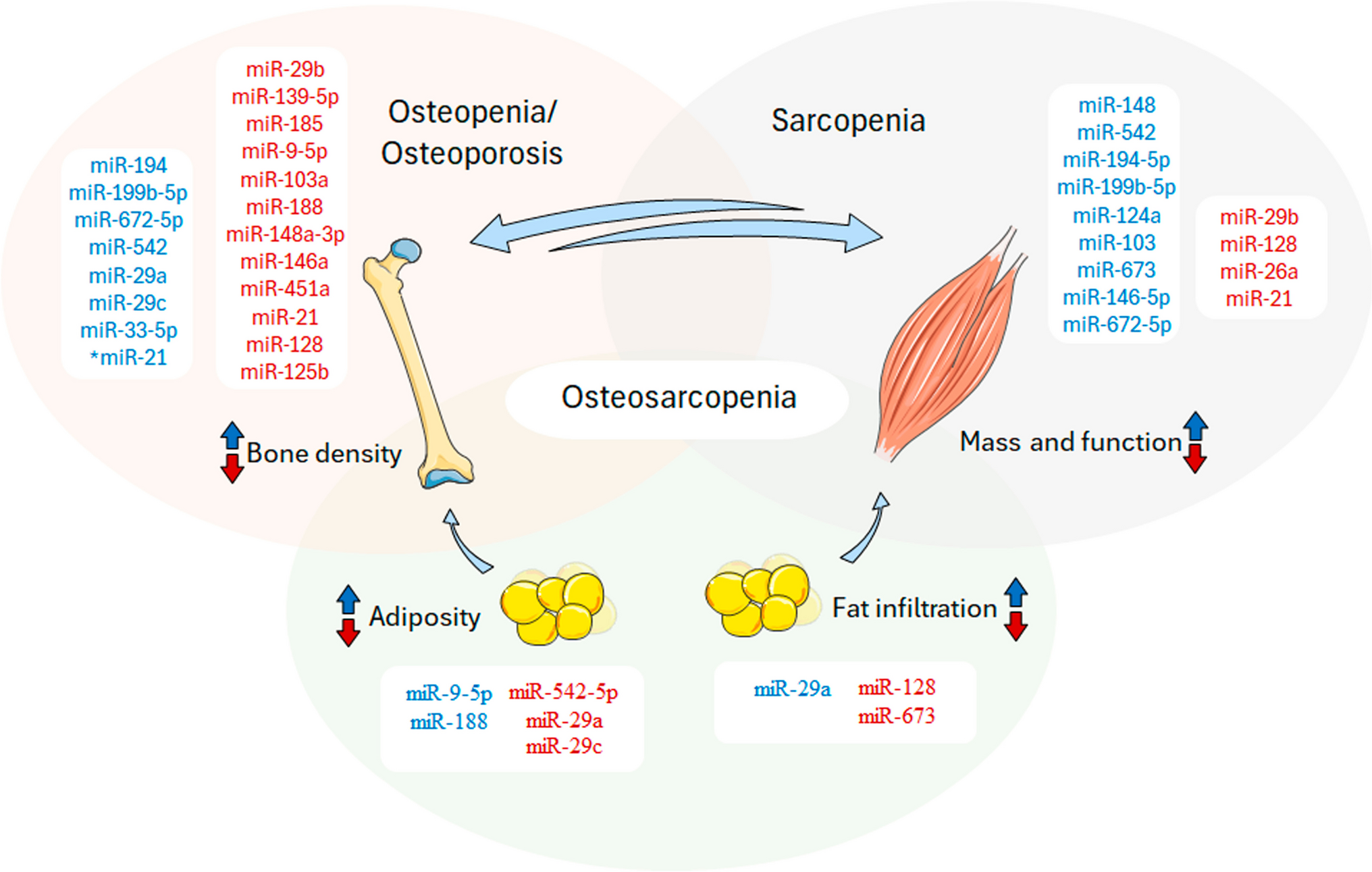 MicroRNAs and their Modulatory Effect on the Hallmarks of Osteosarcopenia
