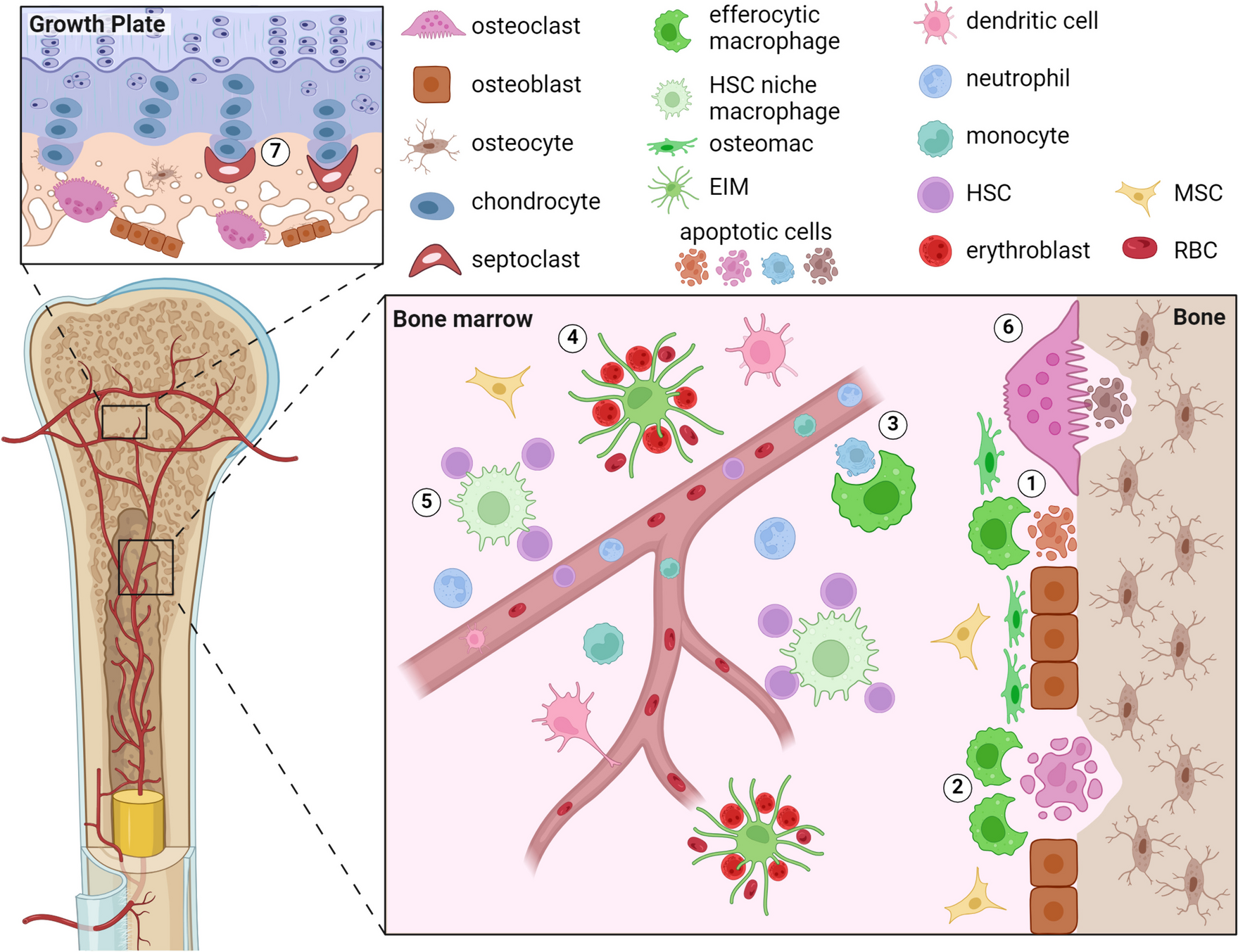Efferocytosis and Bone Dynamics