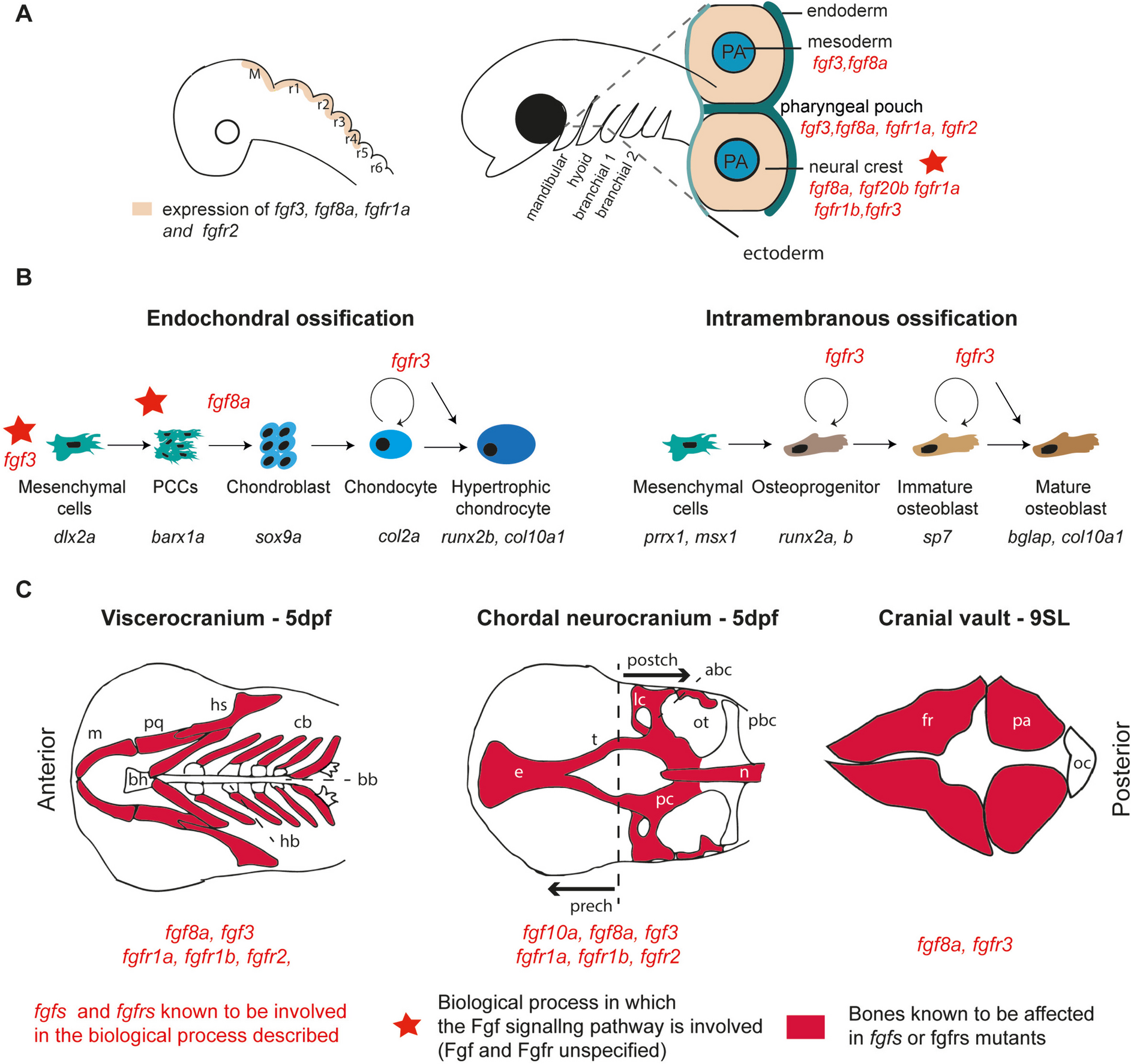 Insights into Craniofacial Development and Anomalies: Exploring Fgf Signaling in Zebrafish Models
