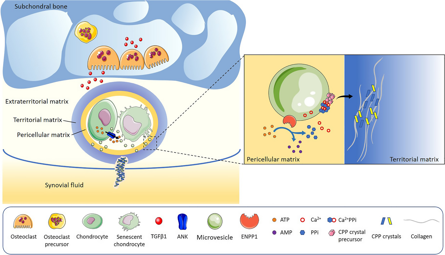 Calcium Pyrophosphate Crystal Formation and Deposition: Where Do we Stand and What Does the Future hold?