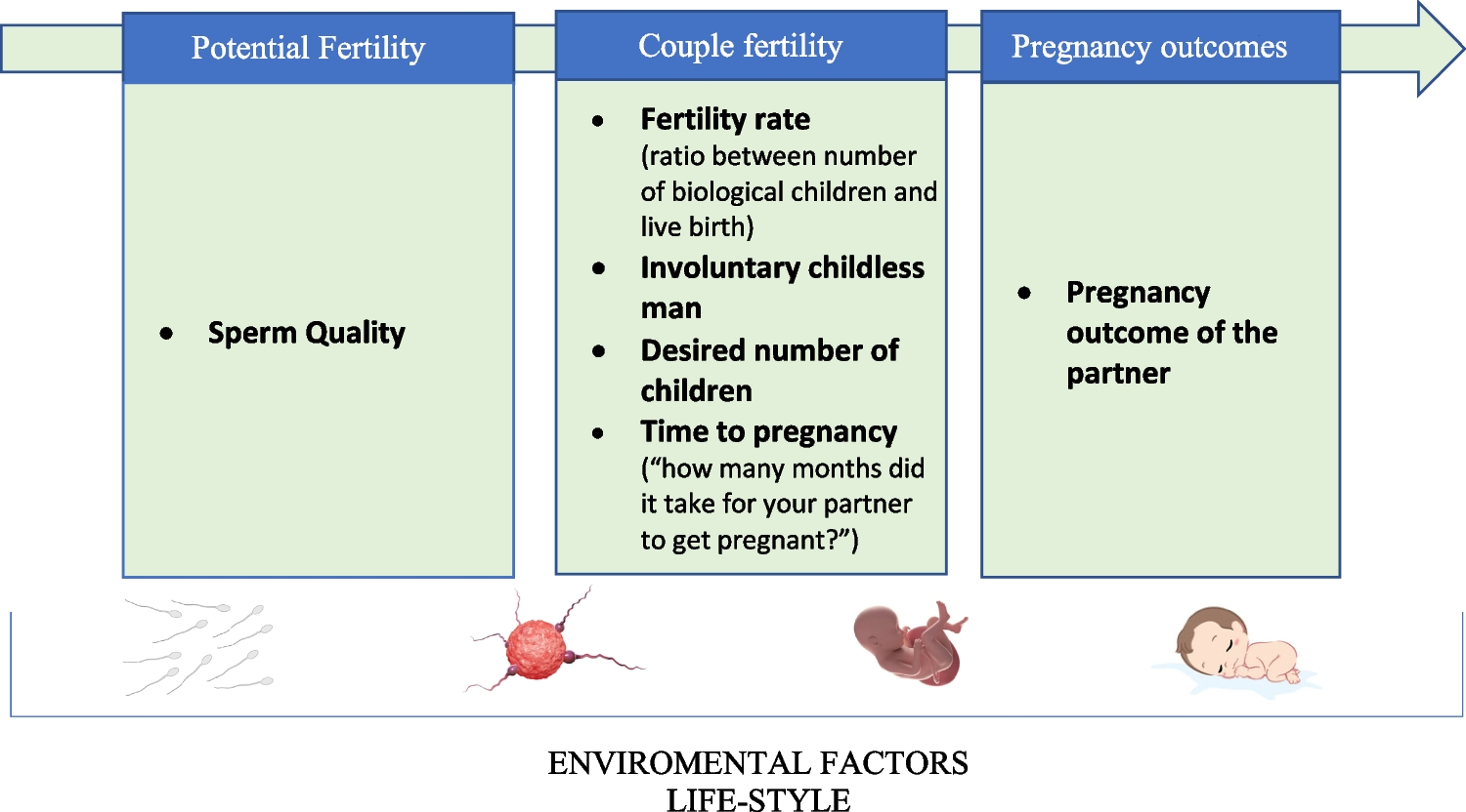 Male Fertility in Spondyloarthritis: from Clinical Issues to Cytokines Milieu. A Narrative Review