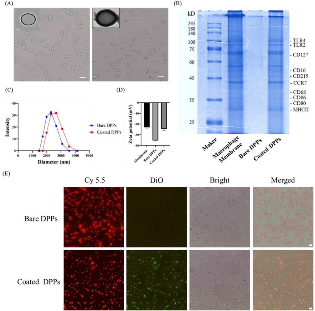 Macrophage membrane coated discoidal polymeric particles for evading phagocytosis