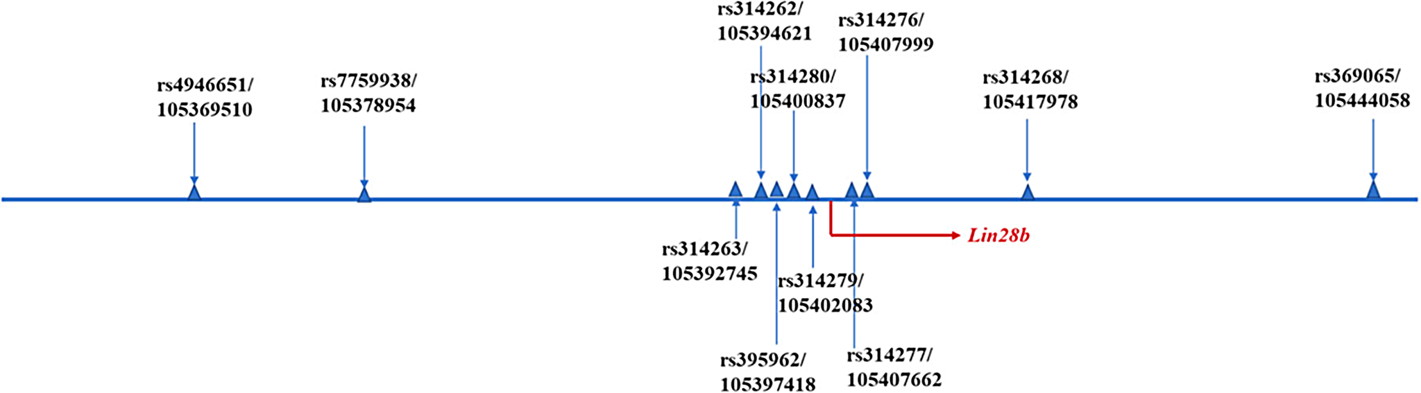Genetic determinants of age at menarche: does the LIN28B gene play a role? A narrative review