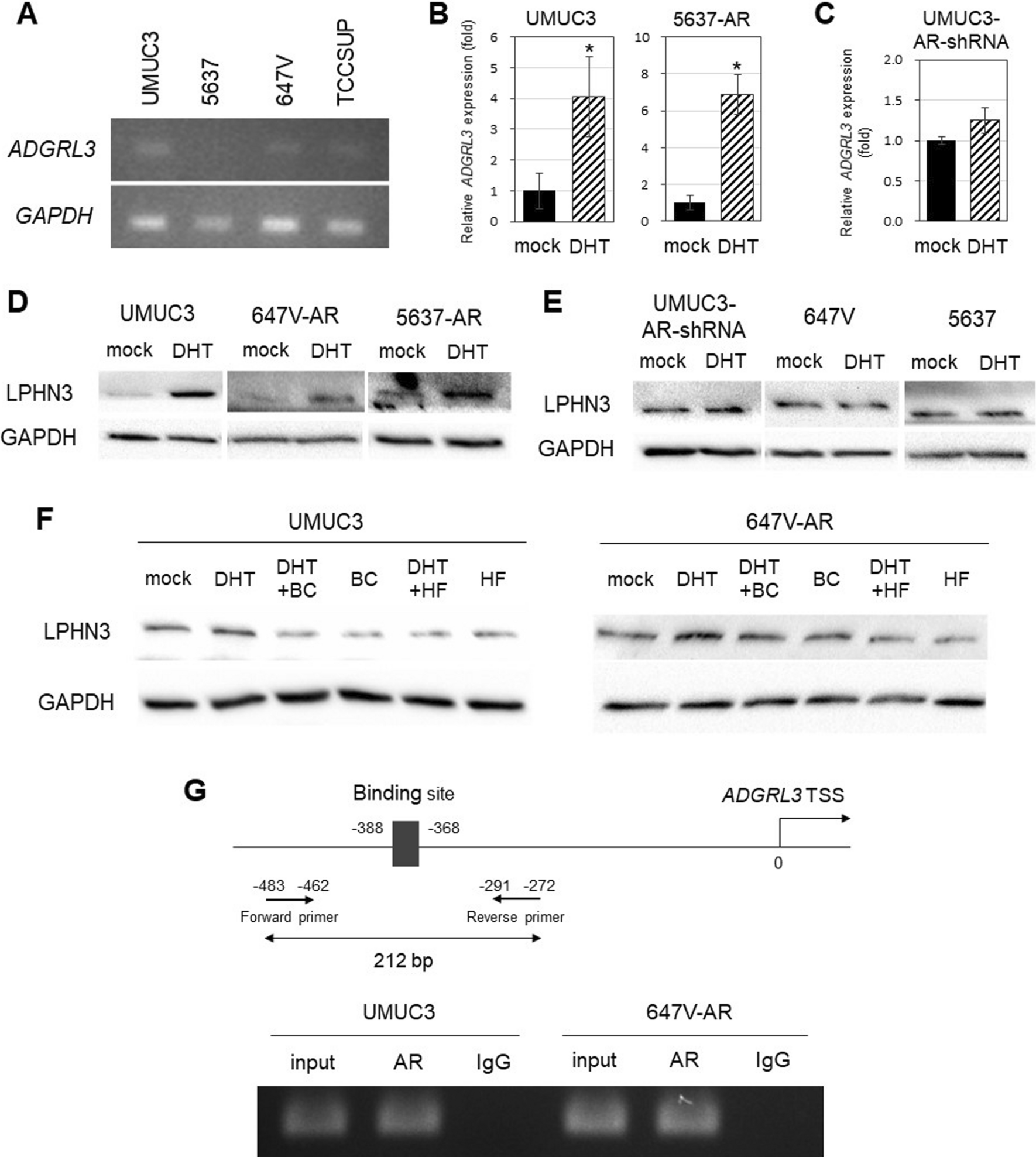 Latrophilin-3 as a downstream effector of the androgen receptor induces bladder cancer progression