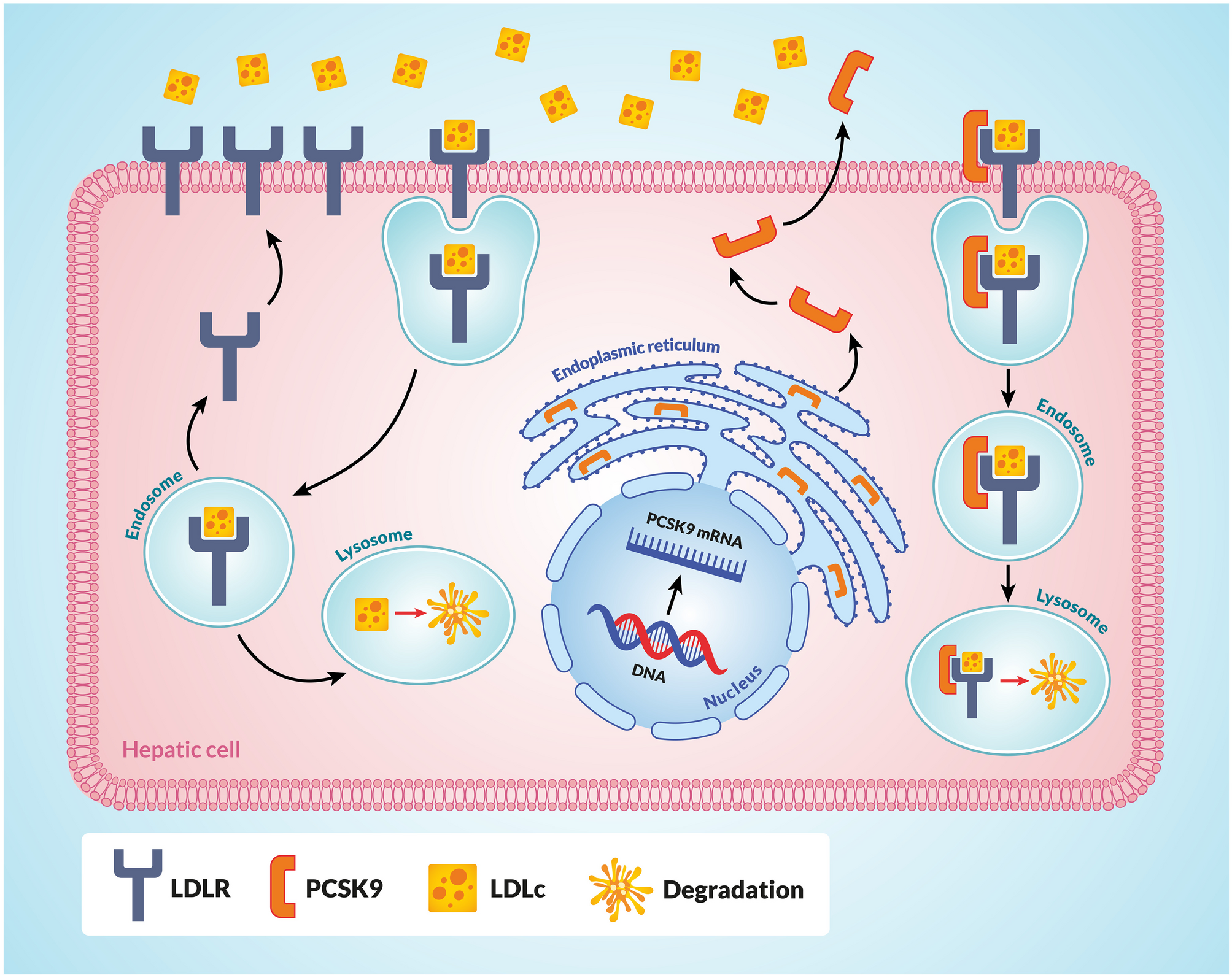 The role of PCSK9 in heart failure and other cardiovascular diseases—mechanisms of action beyond its effect on LDL cholesterol
