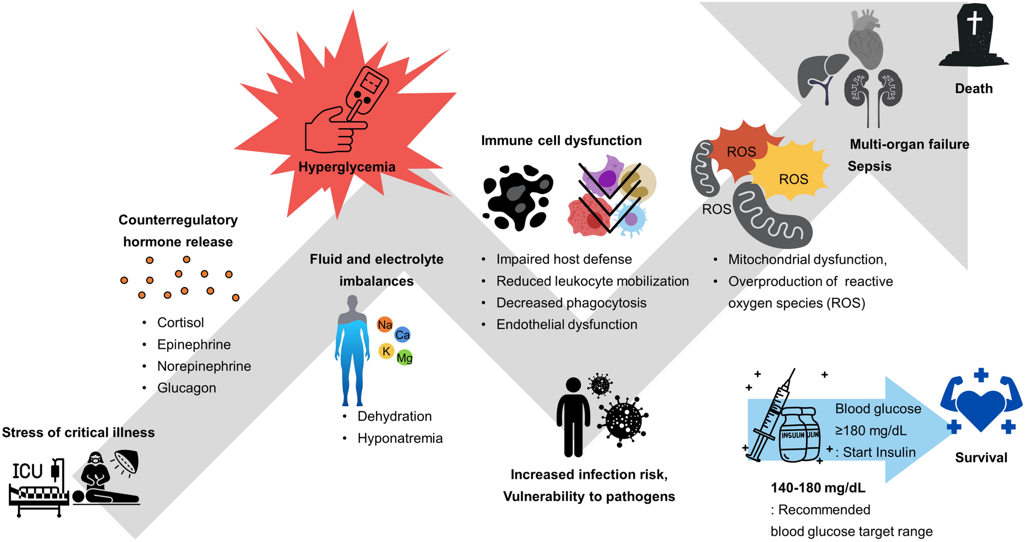 Impact of hyperglycemia on immune cell function: a comprehensive review