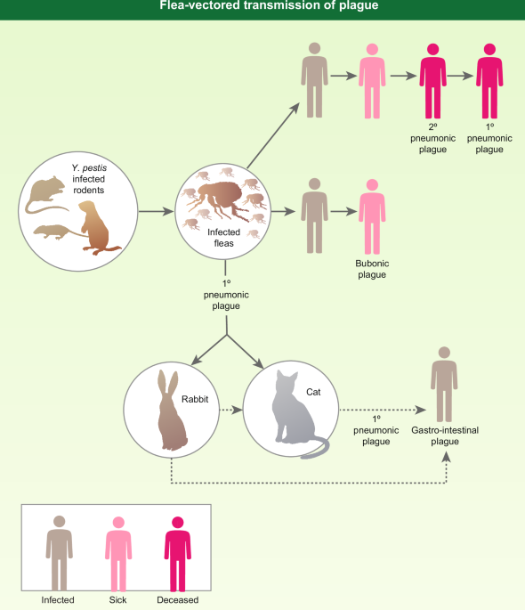 Progress on the research and development of plague vaccines with a call to action