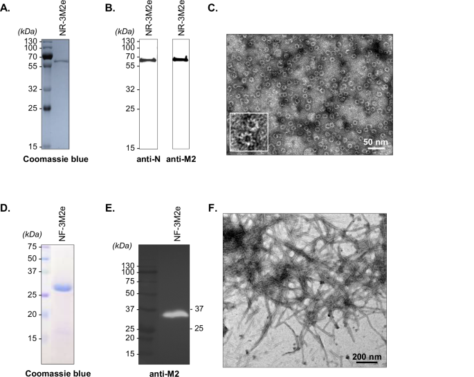 M2e nanovaccines supplemented with recombinant hemagglutinin protect chickens against heterologous HPAI H5N1 challenge