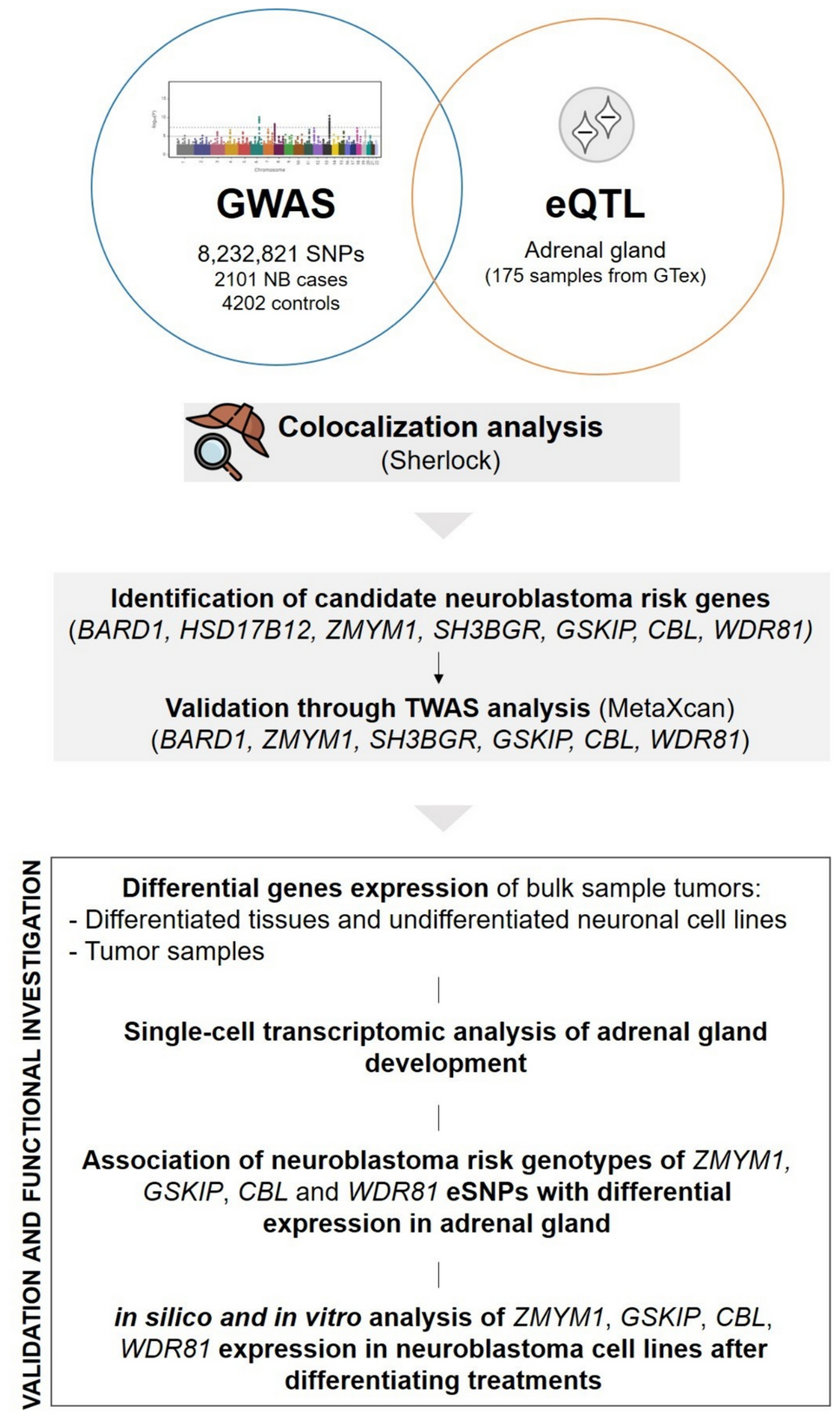 Integrative genomic analyses identify neuroblastoma risk genes involved in neuronal differentiation