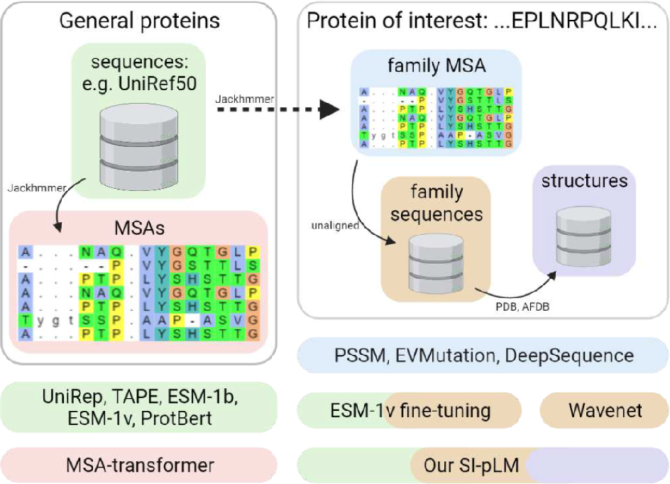 Structure-informed protein language models are robust predictors for variant effects