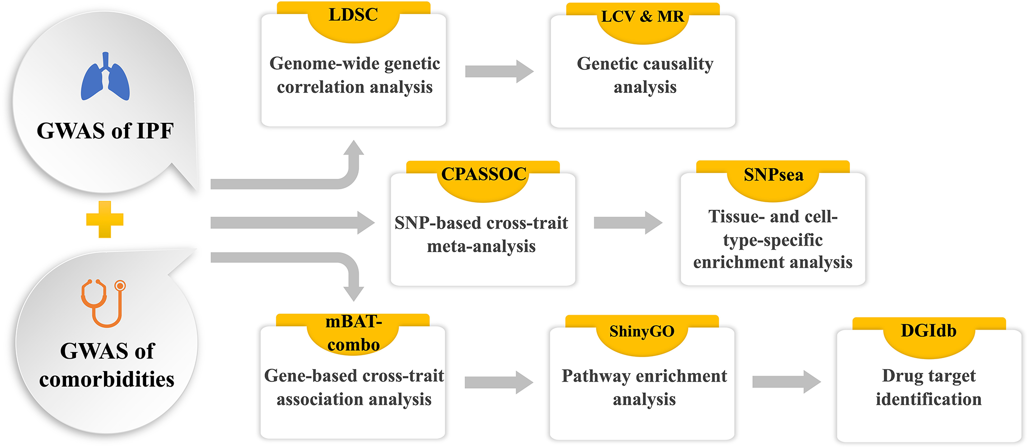 Genome-wide assessment of shared genetic landscape of idiopathic pulmonary fibrosis and its comorbidities