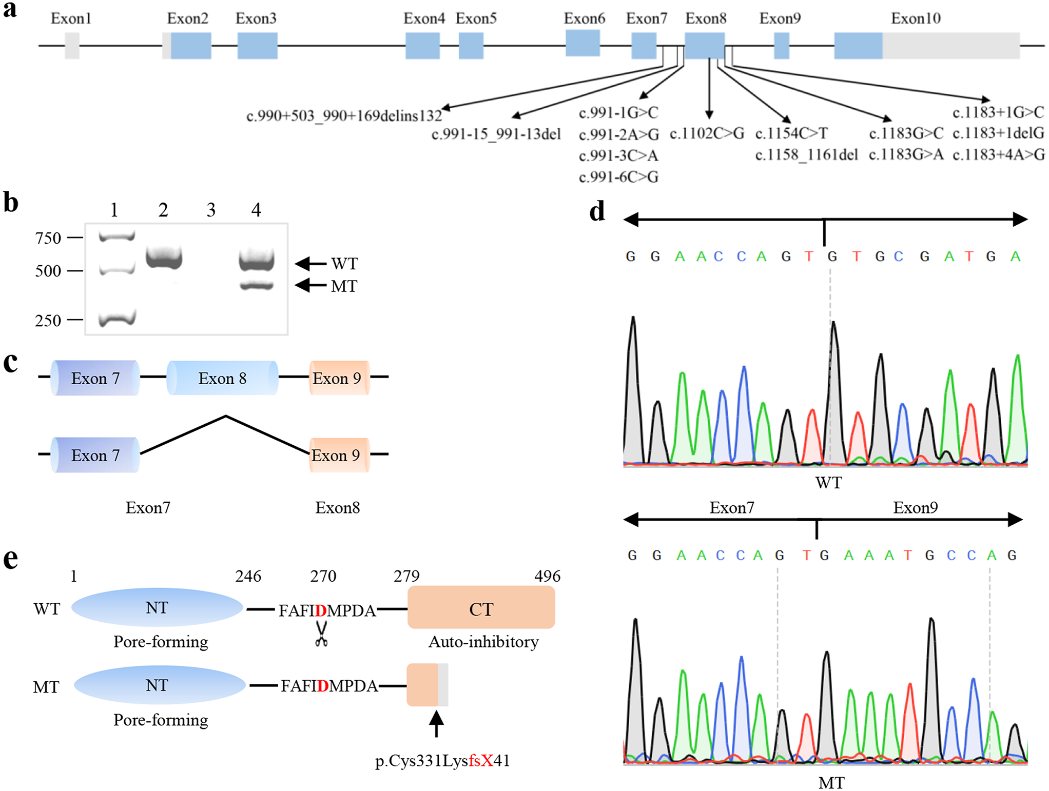 Gain-of-function variants in GSDME cause pyroptosis and apoptosis associated with post-lingual hearing loss