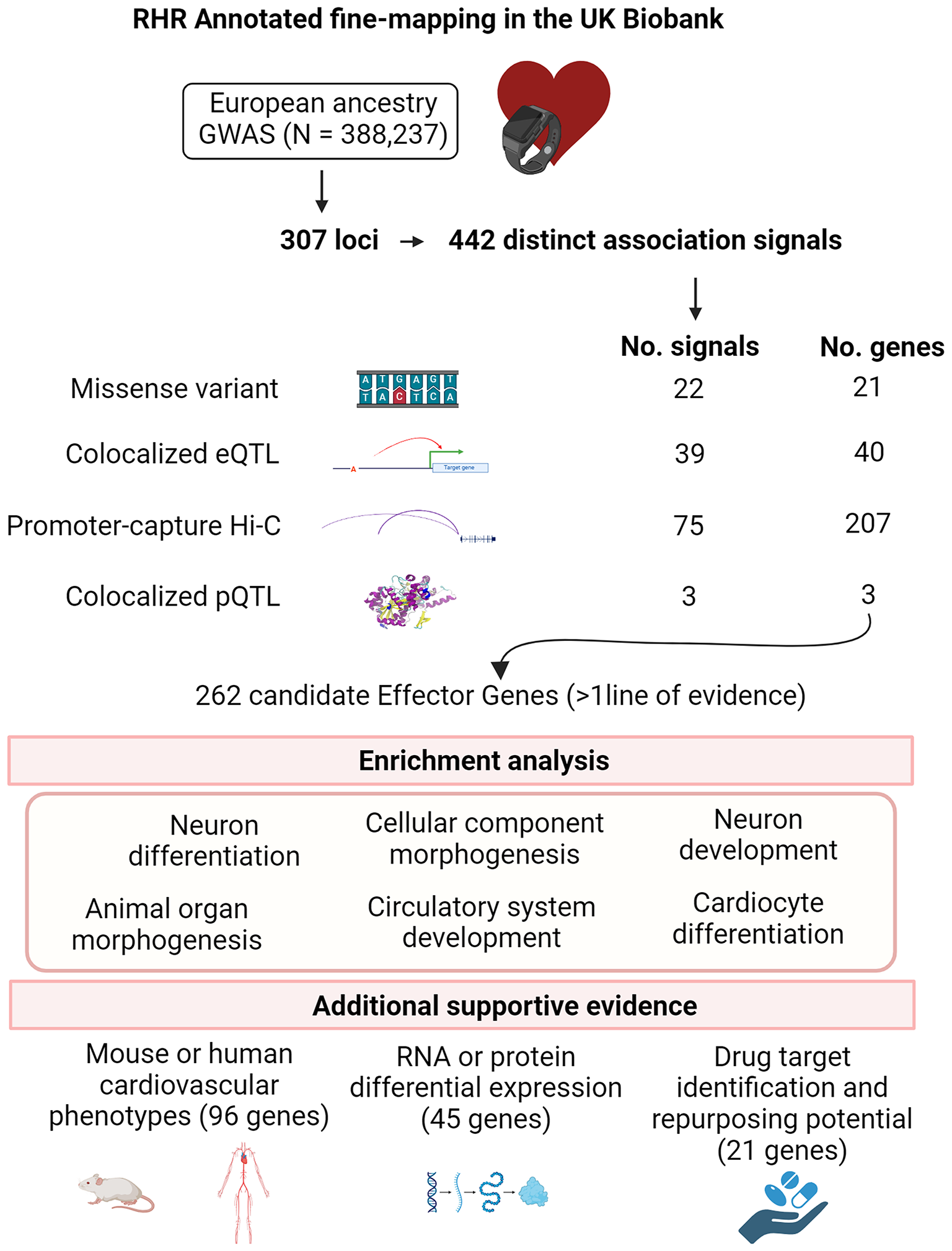 Fine mapping of candidate effector genes for heart rate