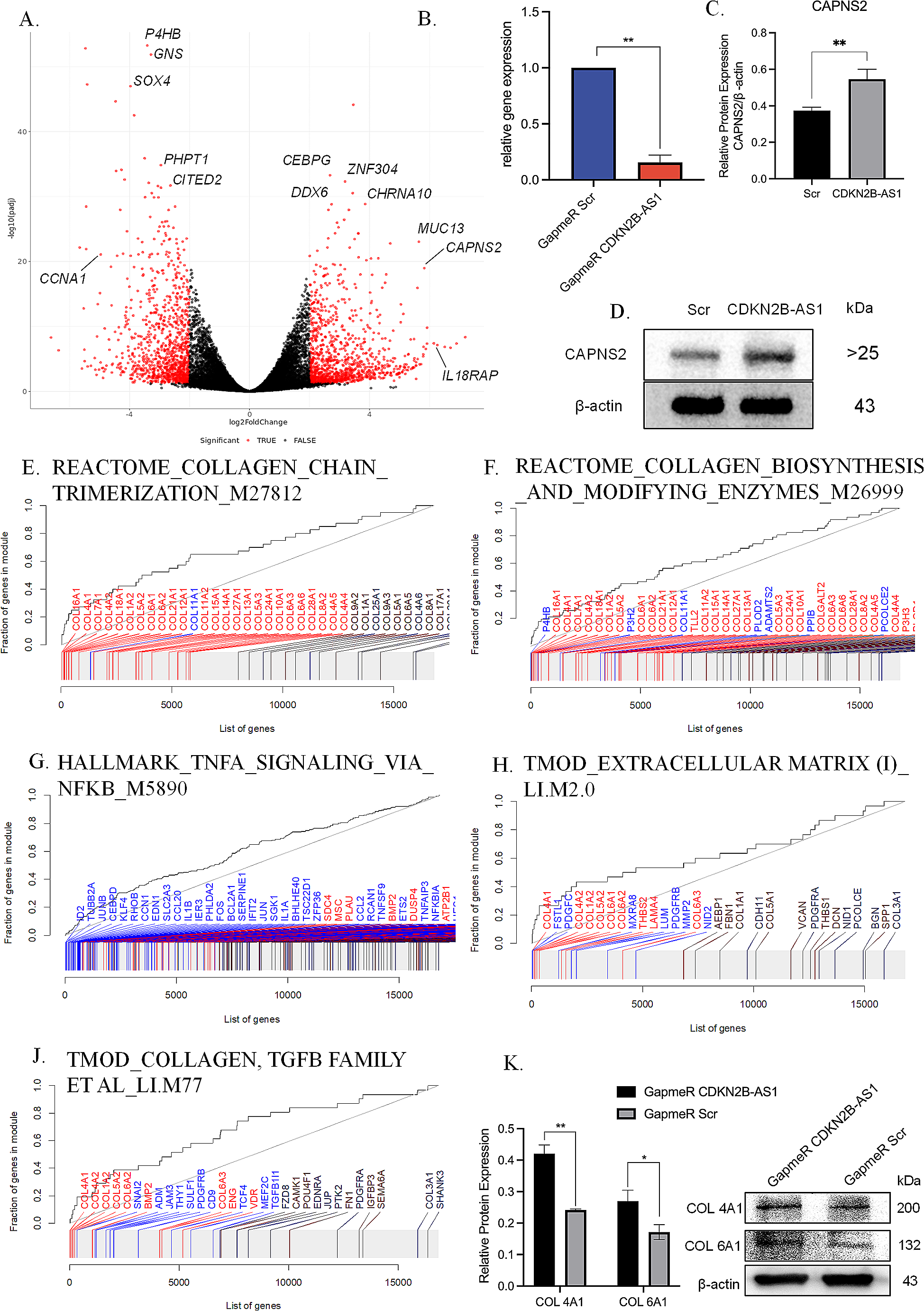 lncRNA CDKN2B-AS1 regulates collagen expression