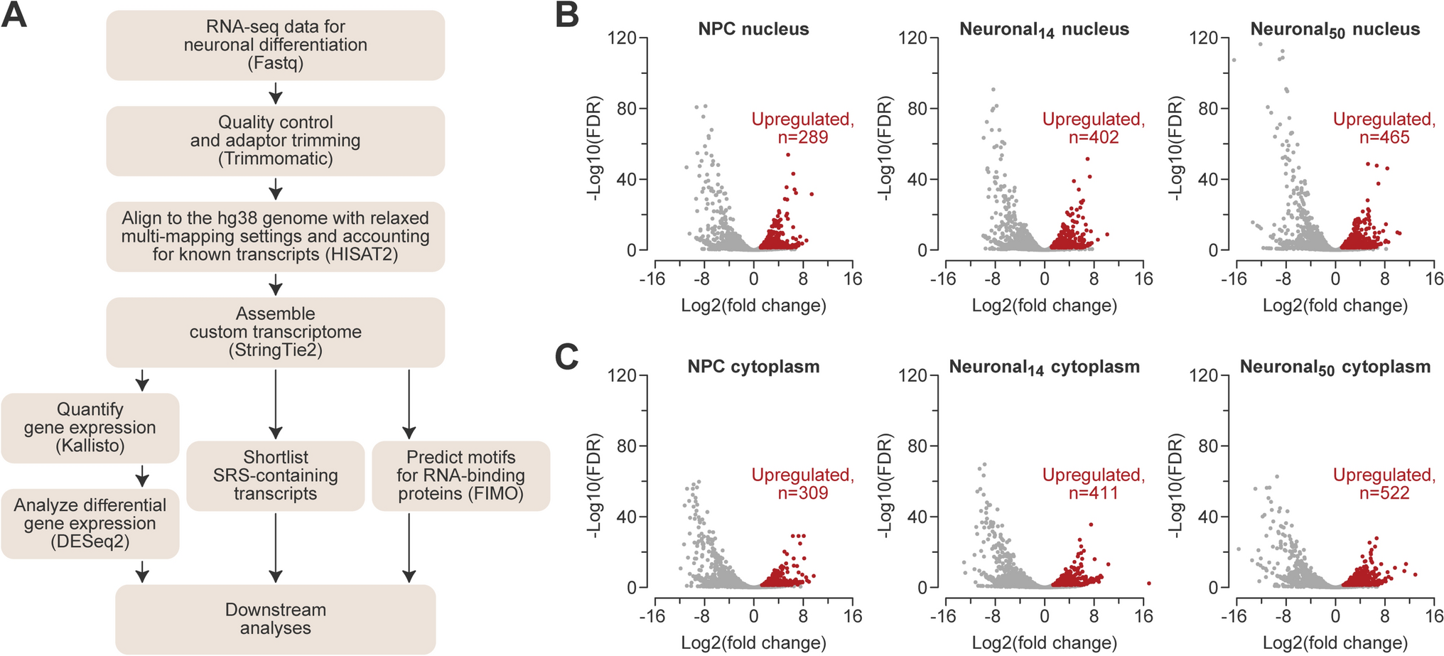 Regulation potential of transcribed simple repeated sequences in developing neurons
