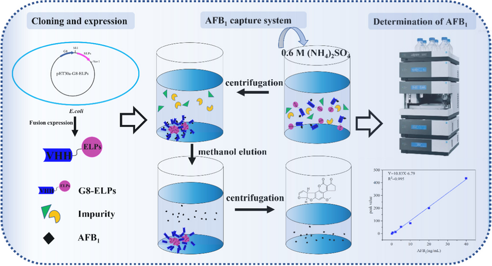 Elastin-like polypeptide-functionalized nanobody for column-free immunoaffinity purification of aflatoxin B1
