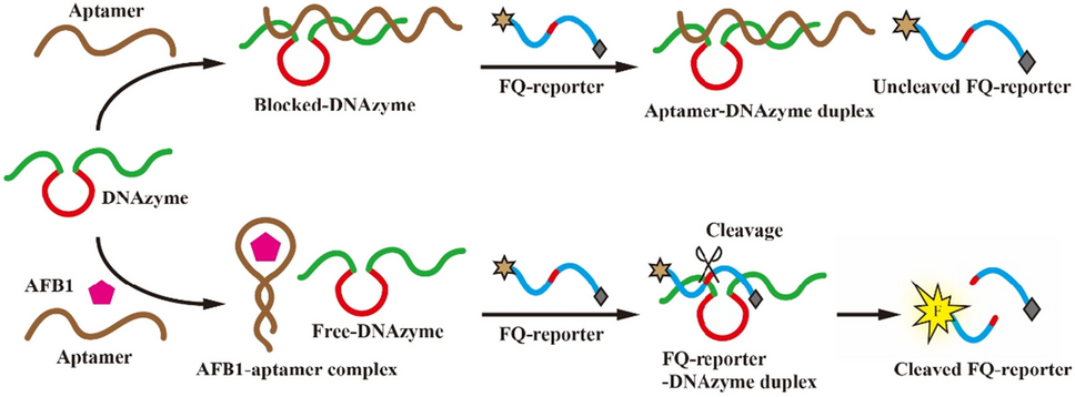 Fluorescence assay for aflatoxin B1 based on aptamer-binding triggered DNAzyme activity