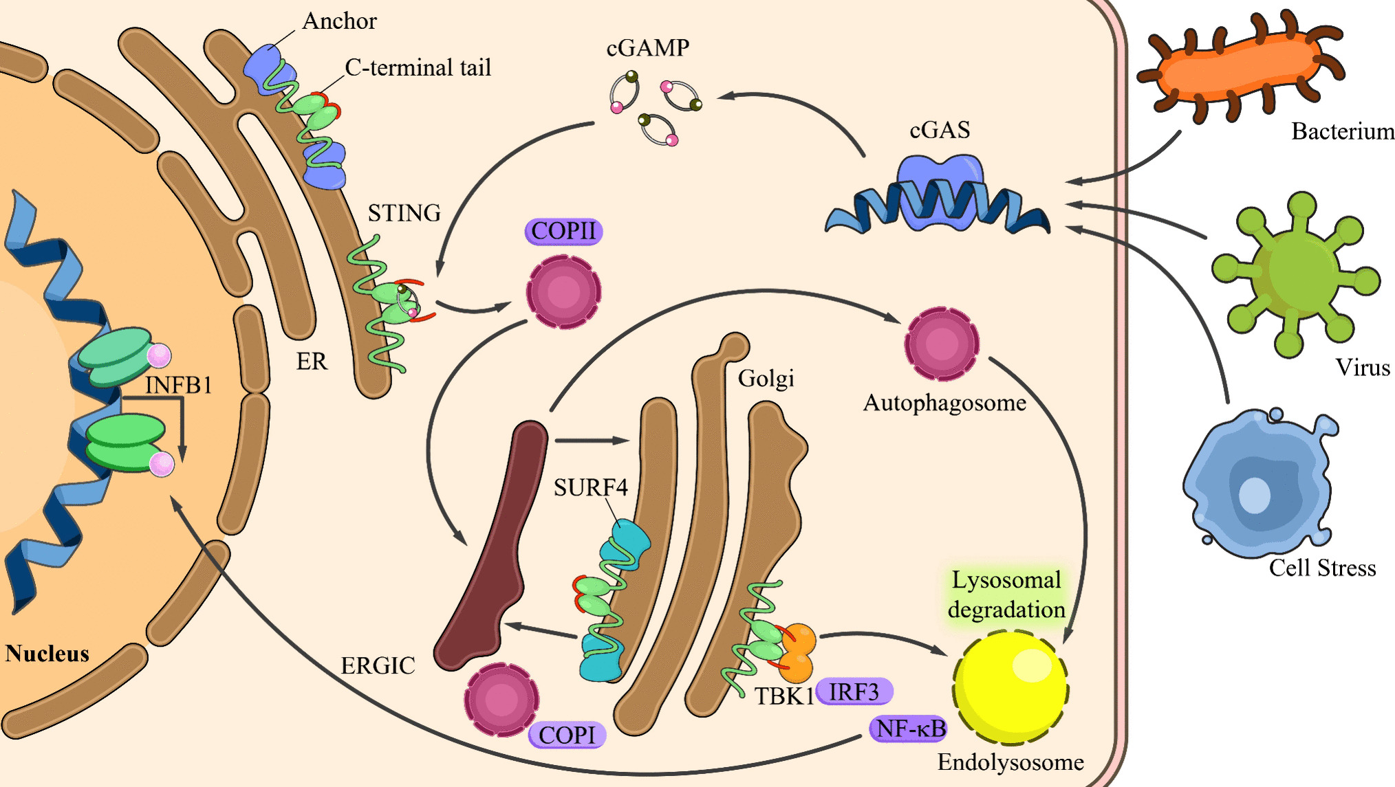 cGAS-STING pathway in systemic lupus erythematosus: biological implications and therapeutic opportunities