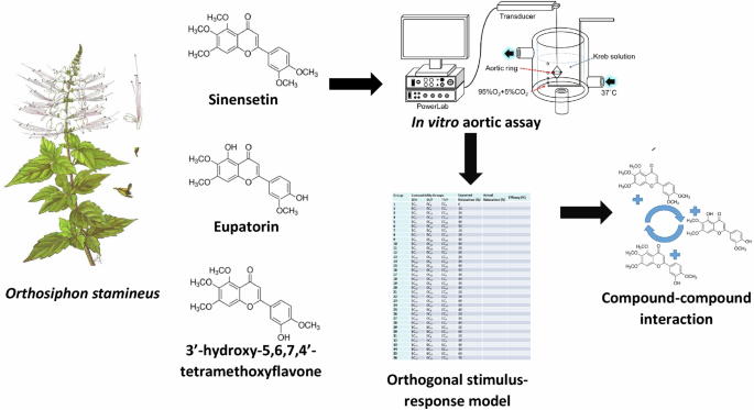 Investigation of synergistic interaction of sinensetin, eupatorin, and 3′-hydroxy-5,6,7,4′-tetramethoxyflavone in vasodilation efficacy