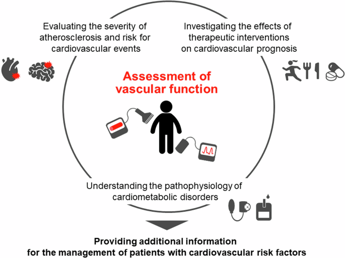 Current topic of vascular function in hypertension in 2023–2024