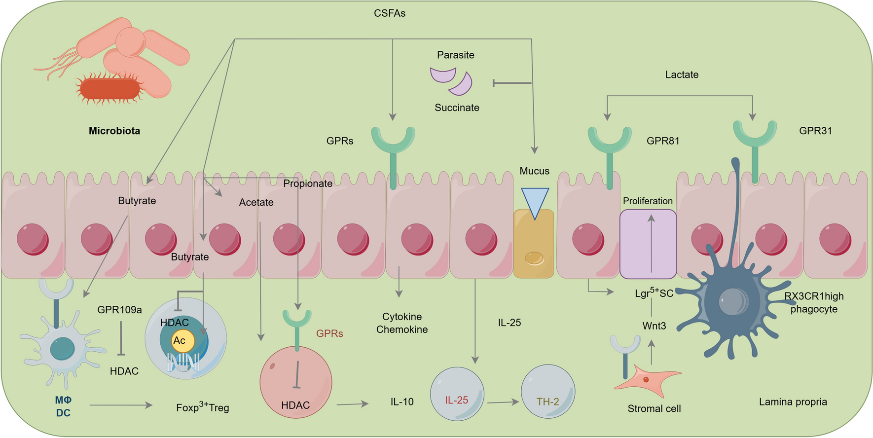 Causal Relationship Between Gut Microbiota and Leukemia: Future Perspectives