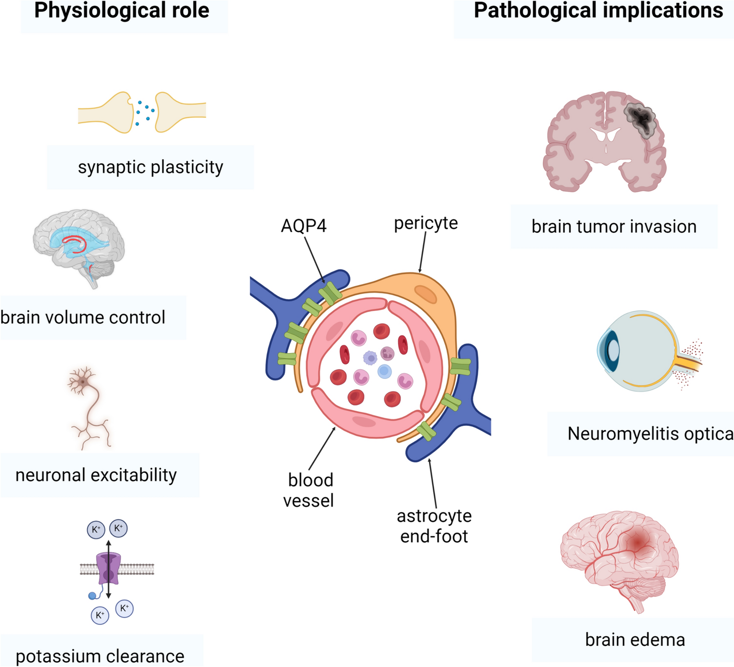 Aquaporin 4 and the endocannabinoid system: a potential therapeutic target in brain injury