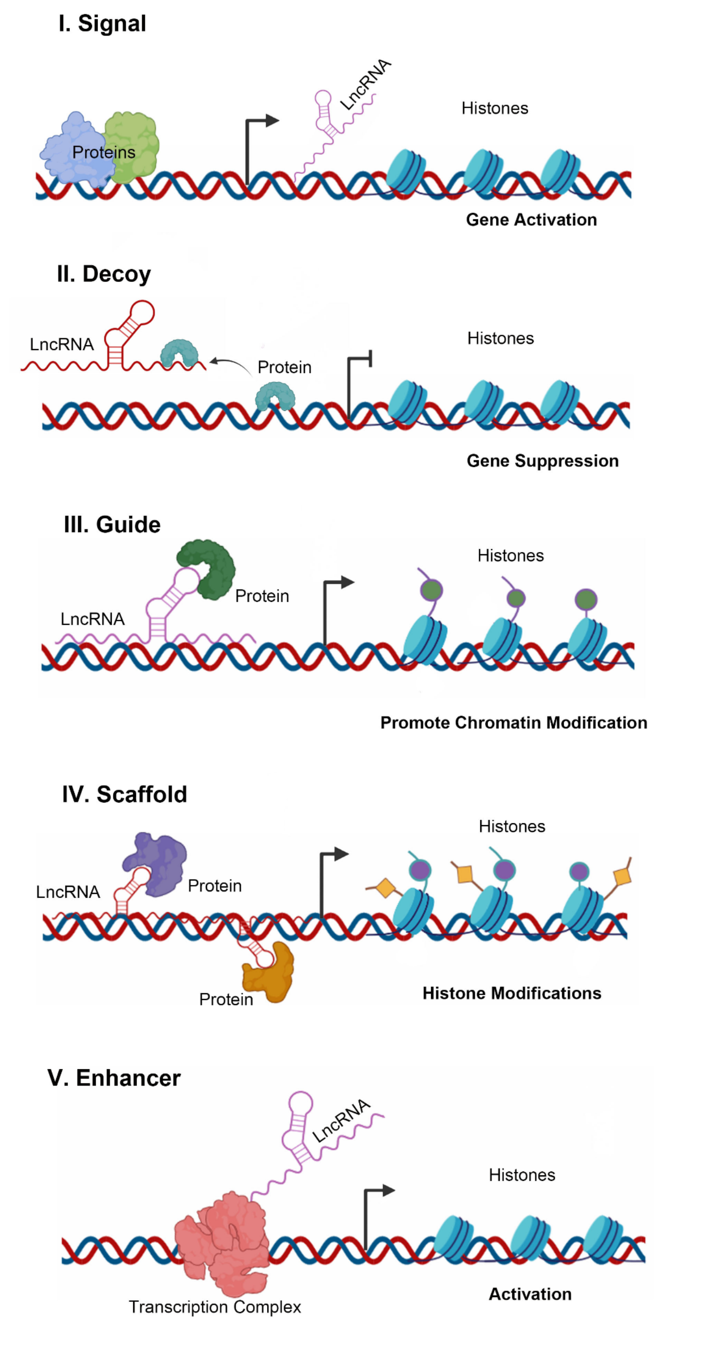lncRNA HOTAIR and Cardiovascular diseases