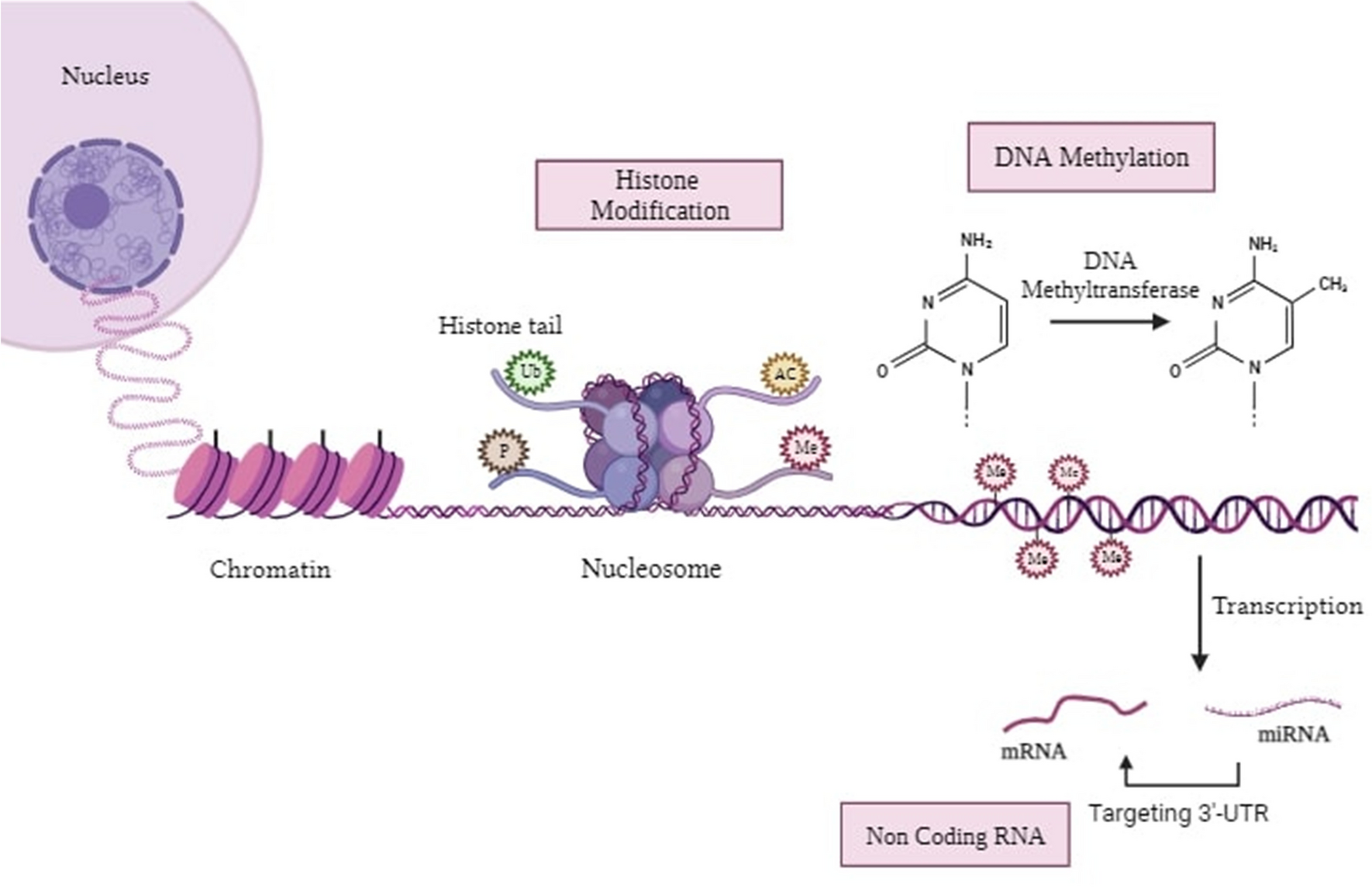 Advances in targeting cancer epigenetics using CRISPR-dCas9 technology: A comprehensive review and future prospects