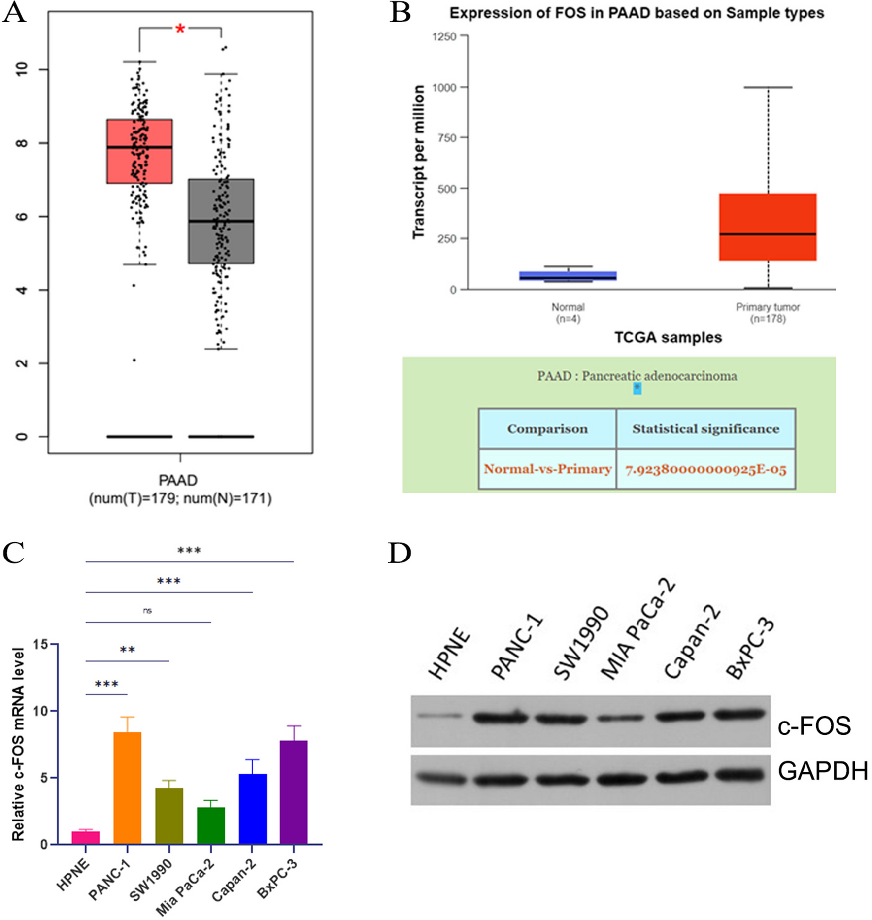 C-FOS inhibition promotes pancreatic cancer cell ferroptosis by transcriptionally regulating the expression of SLC7A11
