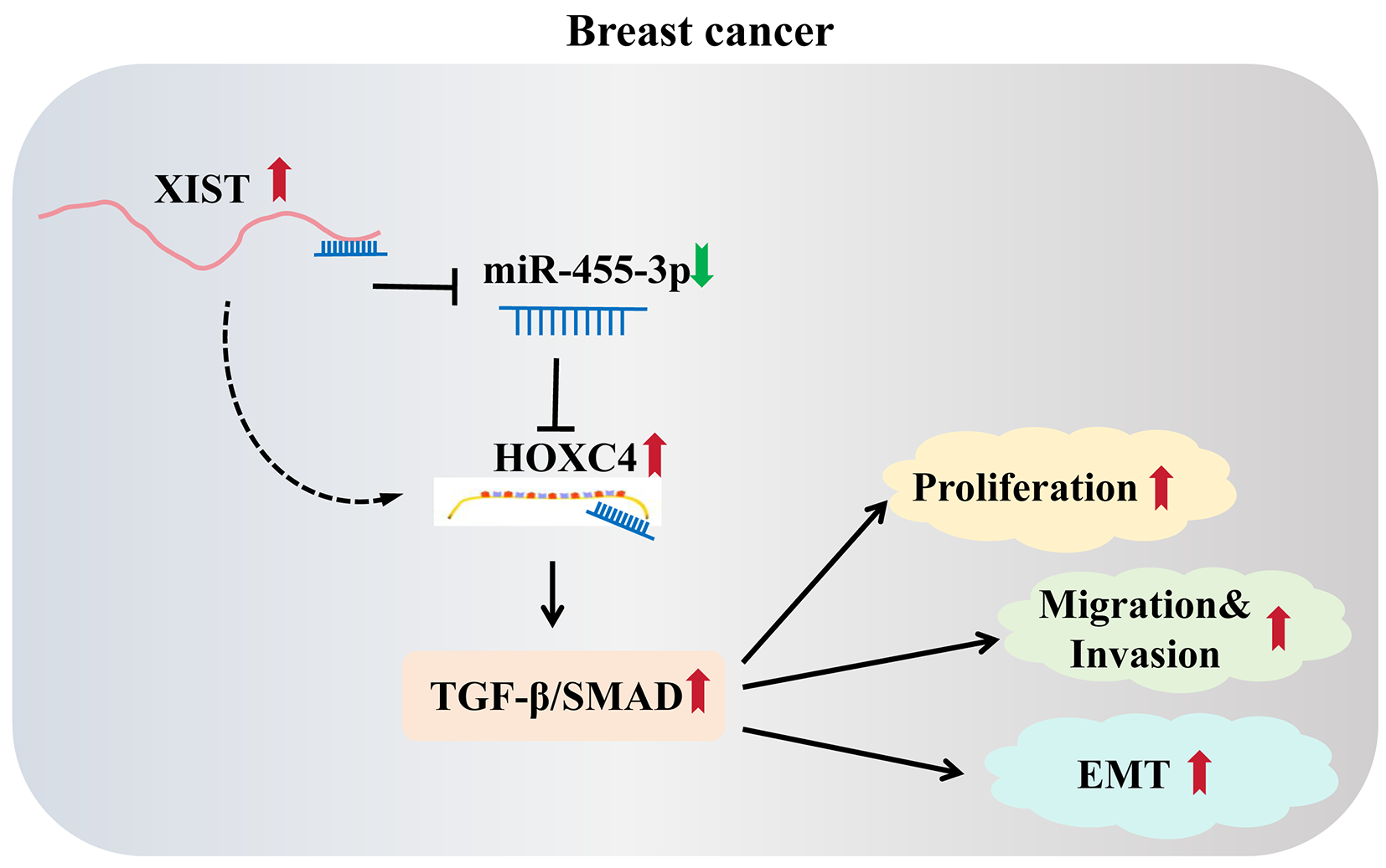 LncRNA XIST/miR-455-3p/HOXC4 axis promotes breast cancer development by activating TGF-β/SMAD signaling pathway